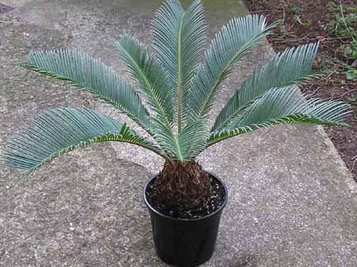 Растение цикас революта