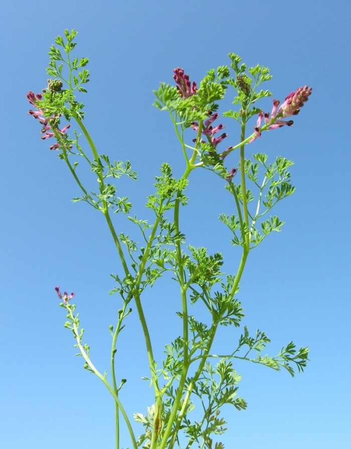 Дымянка лекарственная fumaria officinalis
