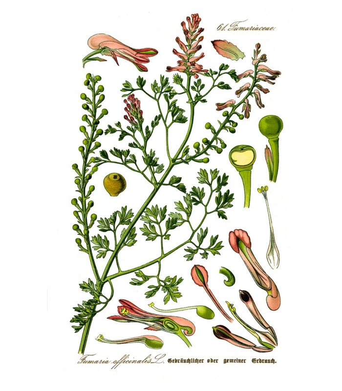 Дымянка лекарственная fumaria officinalis