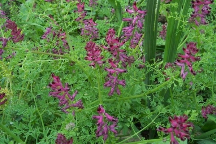 Дымянка лекарственная fumaria officinalis
