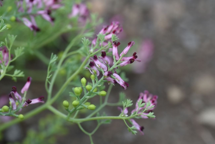Дымянка лекарственная fumaria officinalis