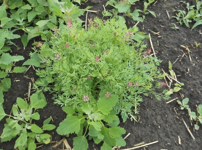 Дымянка аптечная всходы