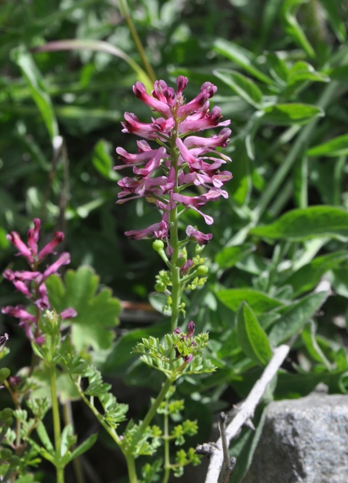 Дымянка аптечная fumaria officinalis