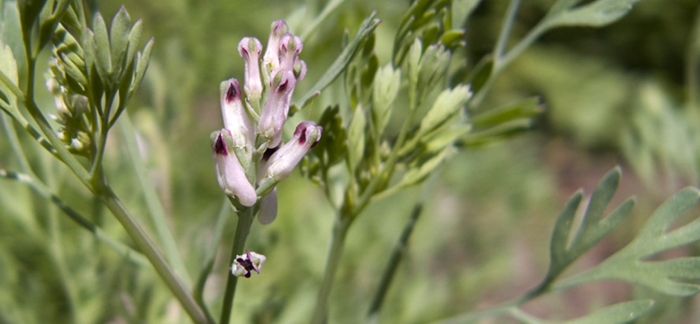 Дымянка лекарственная fumaria officinalis