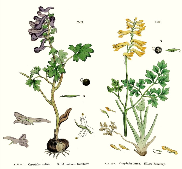 Хохлатка клубневая