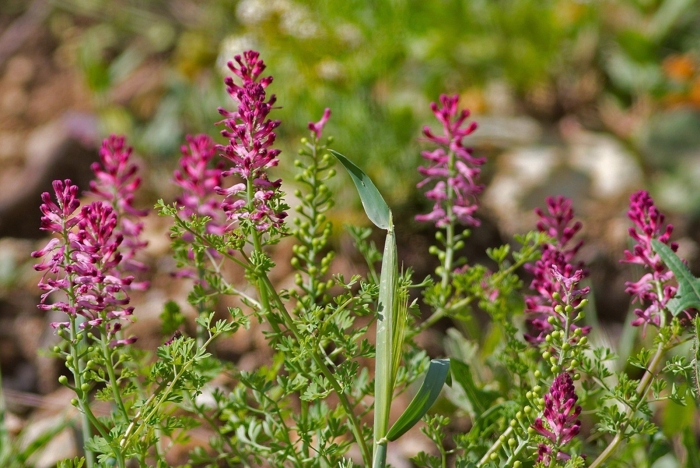 Дымянка лекарственная