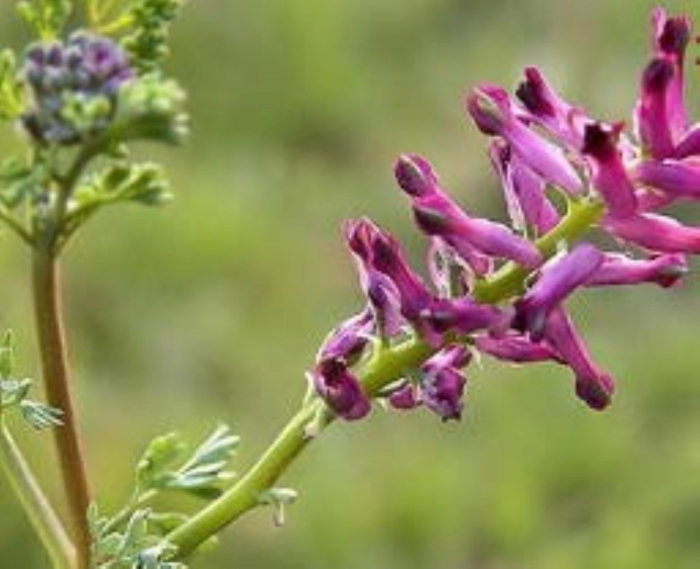 Дымянка лекарственная fumaria officinalis