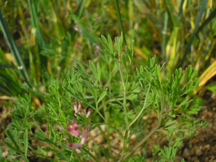 Fumaria vaillantii