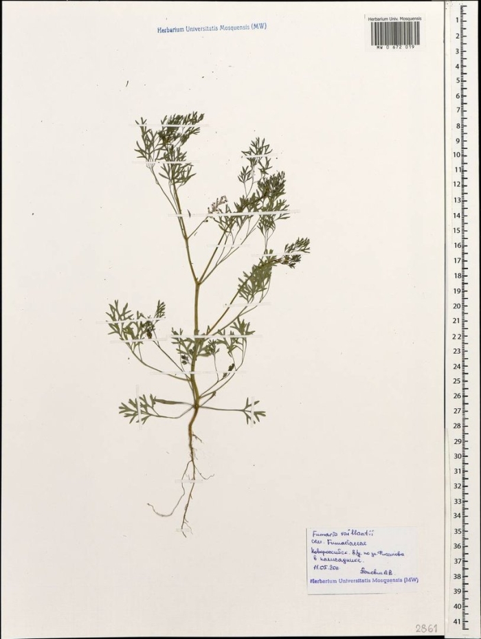 Дымянка лекарственная гербарий