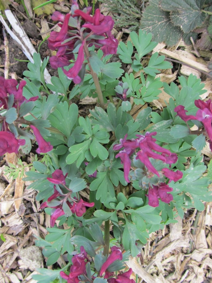 Хохлатка пурпл бёрд