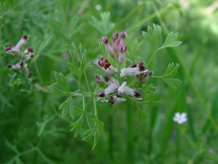 Дымянка лекарственная