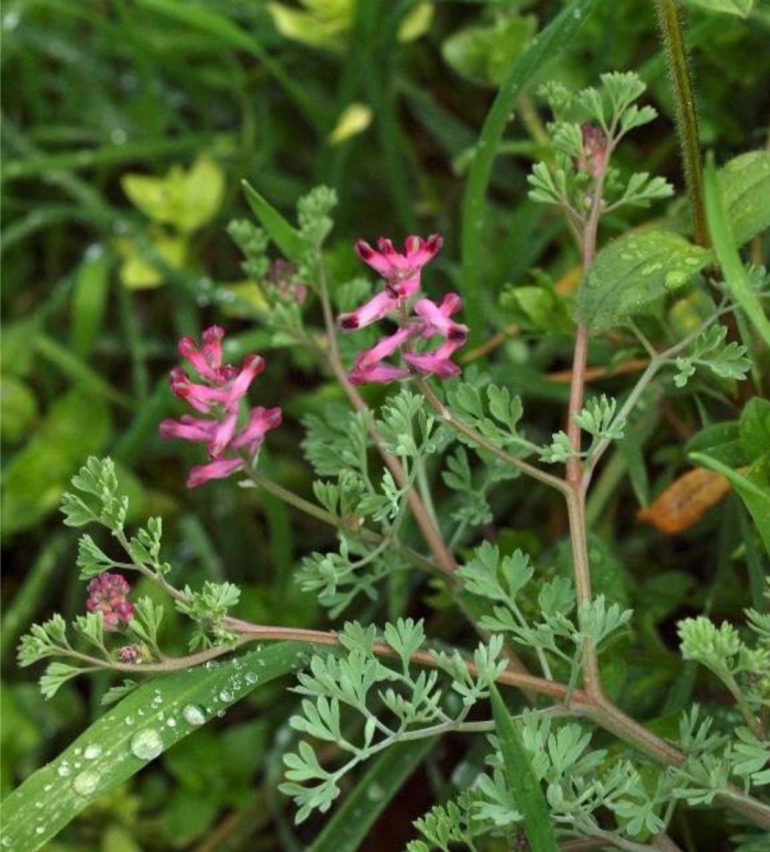 Дымянка аптечная fumaria officinalis