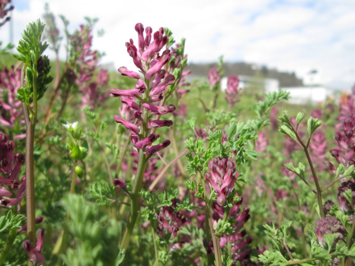 Fumaria officinalis
