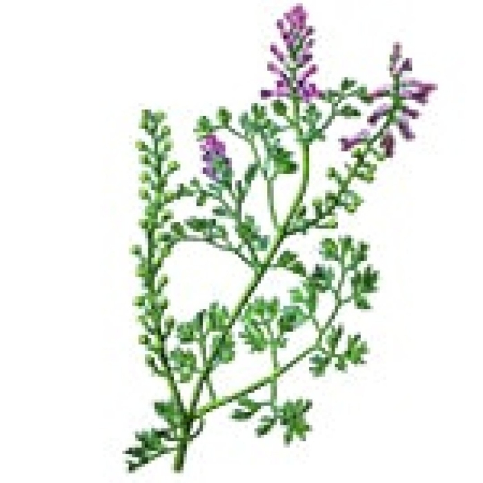 Дымянка аптечная