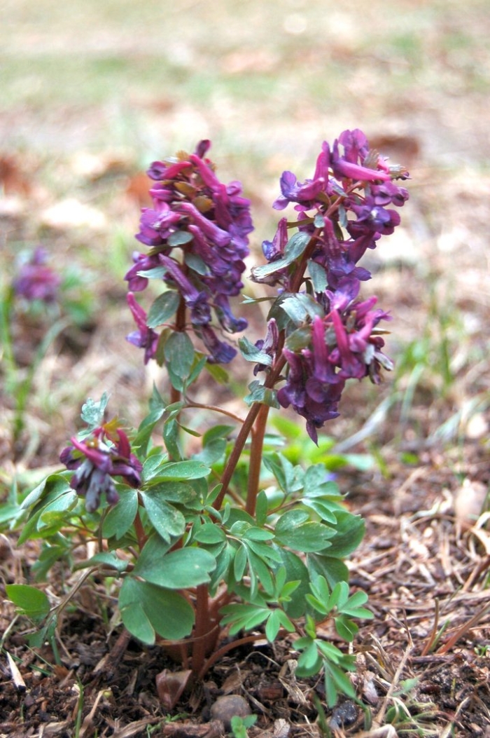 Коридалис хохлатка