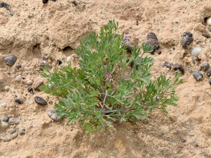 Дымянка аптечная fumaria officinalis