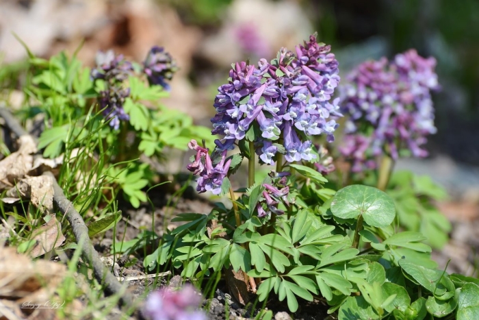 Хохлатка (corydalis)