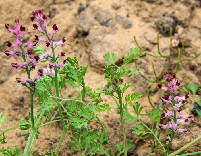 Дымянка аптечная fumaria officinalis
