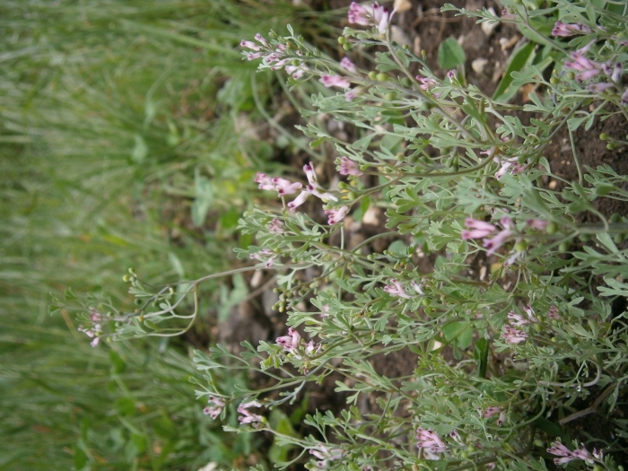 Fumaria vaillantii loisl