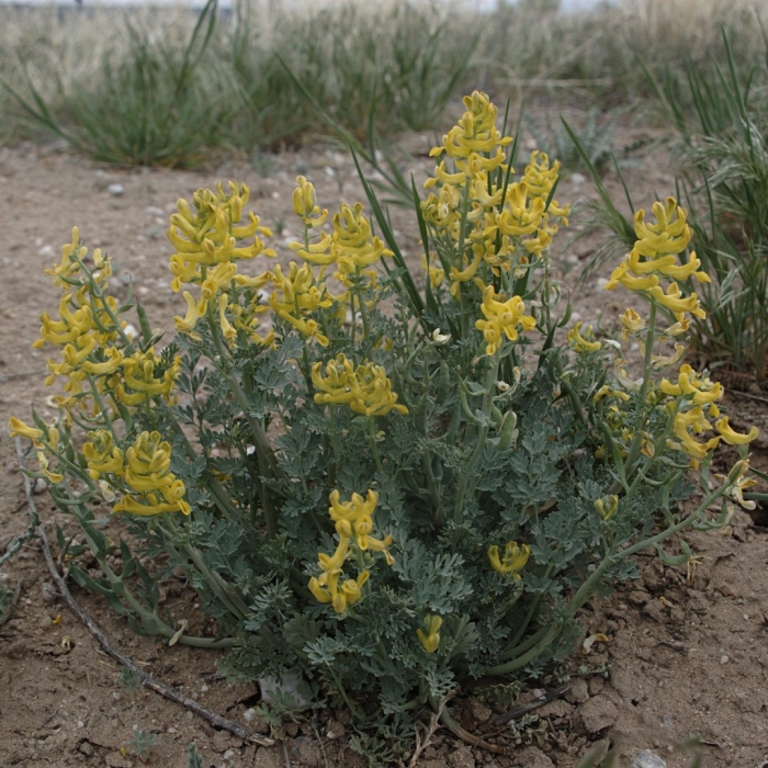 Corydalis aurea