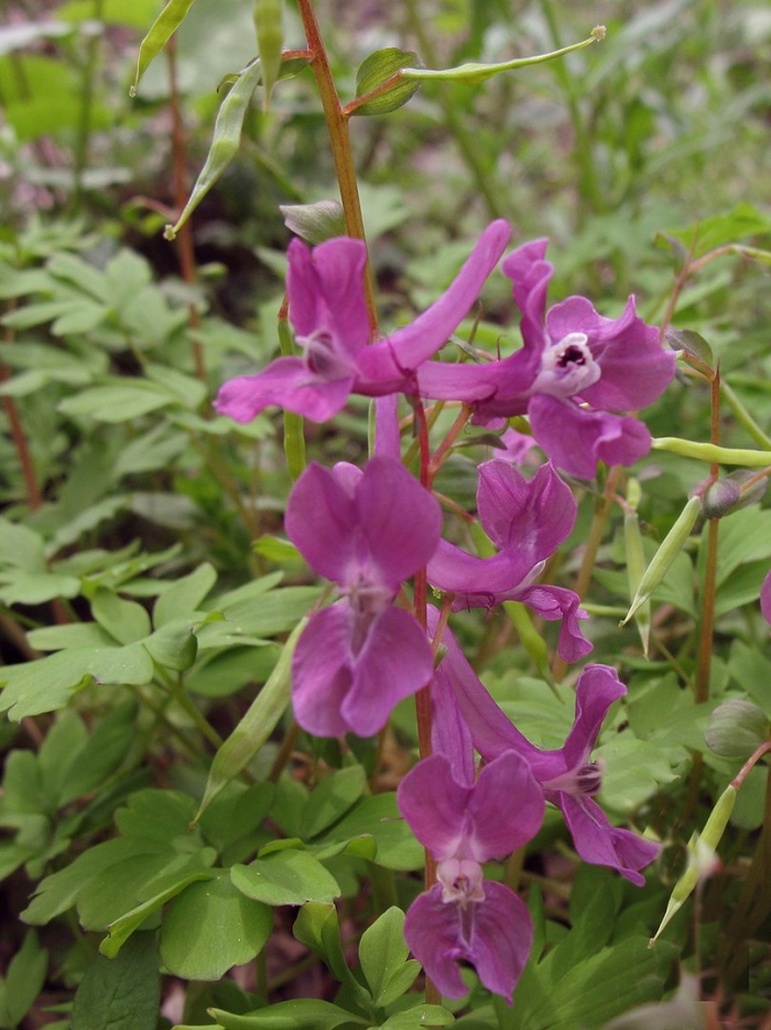 Хохлатка кавказская