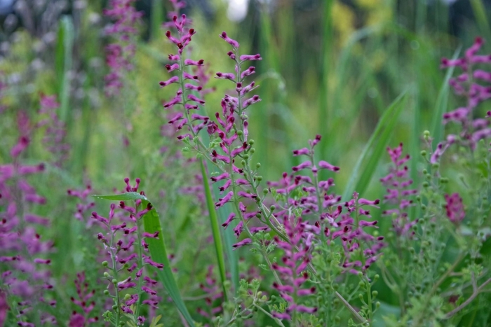 Дымянка лекарственная fumaria officinalis