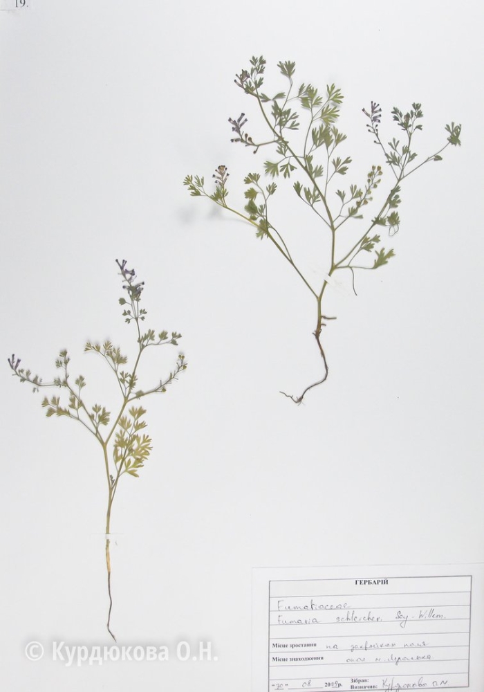 Дымянка лекарственная гербарий