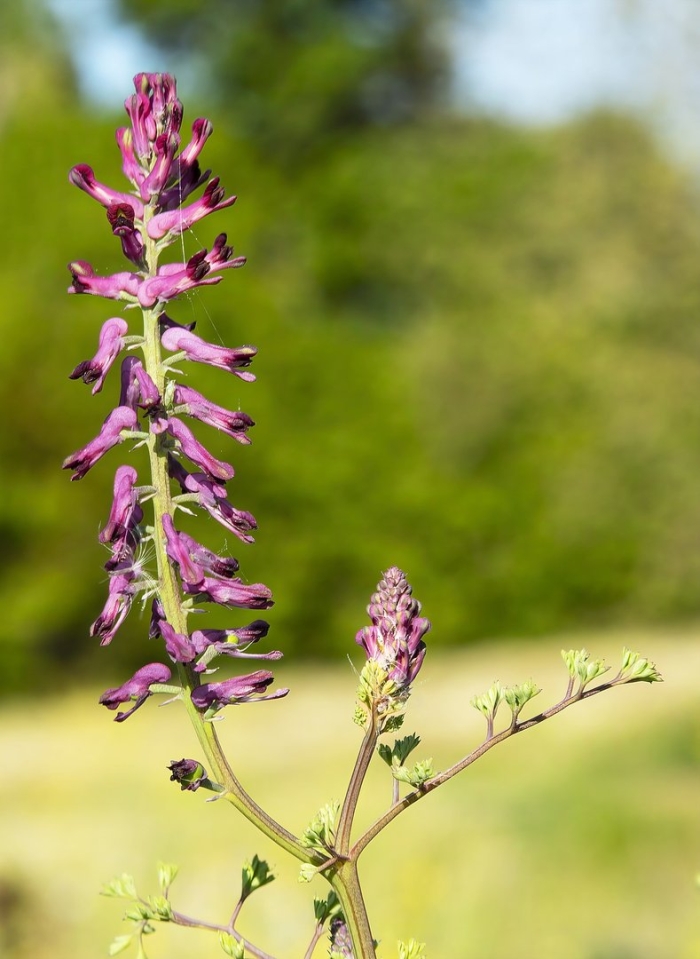 Дымянка лекарственная fumaria officinalis