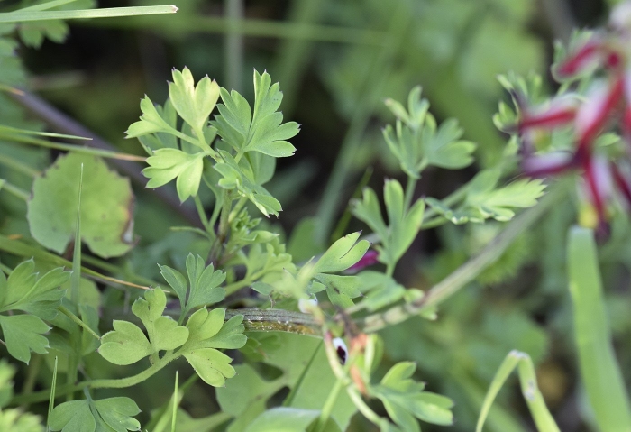 Дымянка аптечная fumaria officinalis