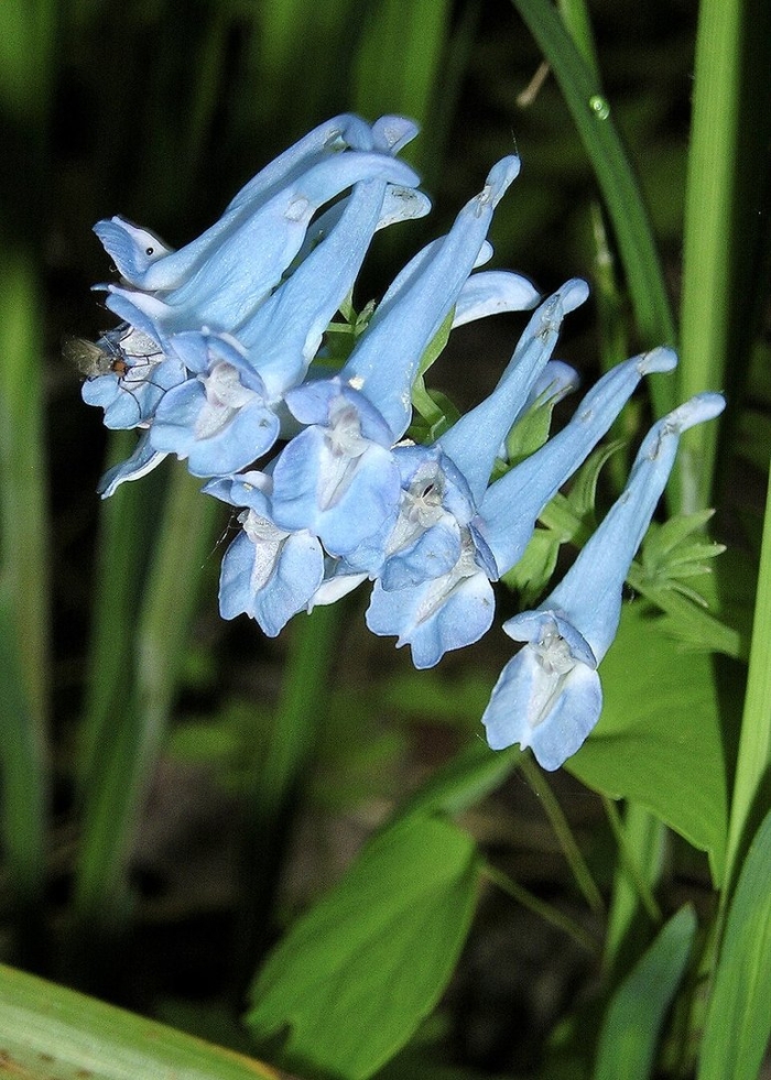 Corydalis turtschaninovii