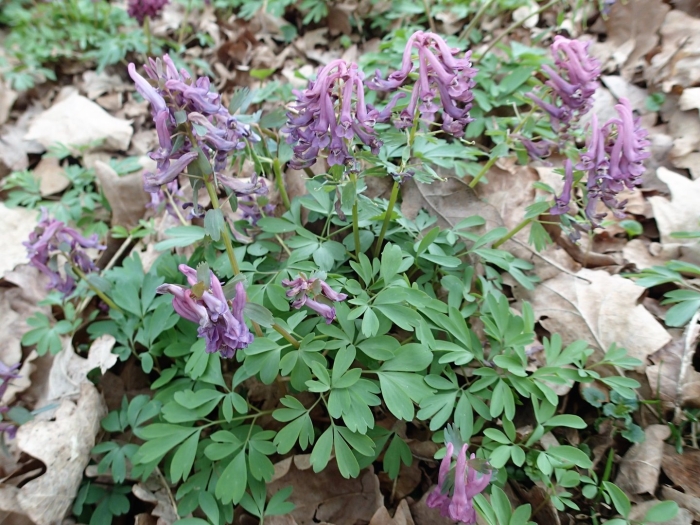 Corydalis sempervirens
