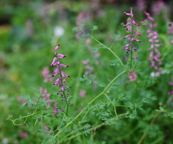 Дымянка лекарственная fumaria officinalis