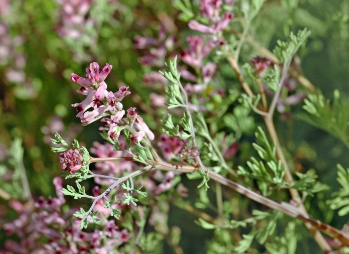 Дымянка аптечная fumaria officinalis