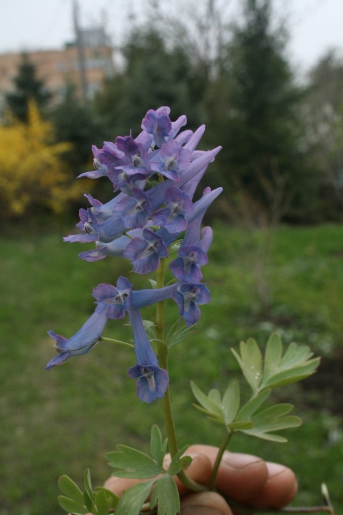 Хохлатка цветок