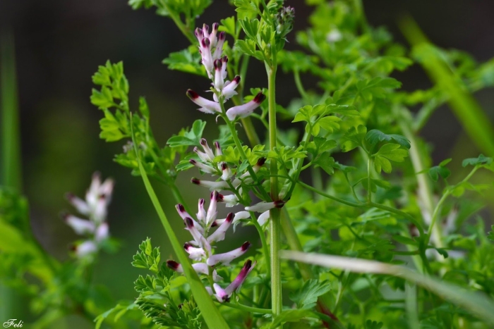 Дымянка аптечная fumaria officinalis