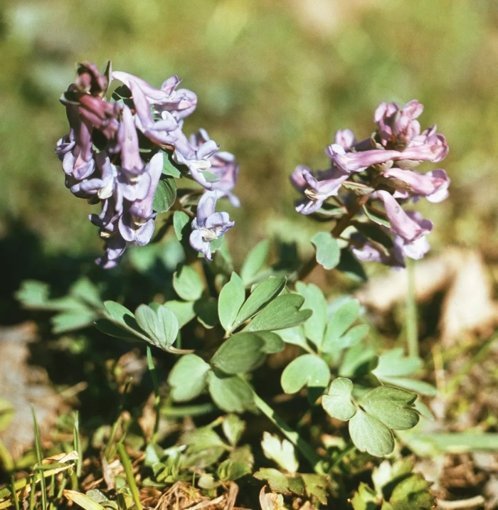 Хохлатка обыкновенная