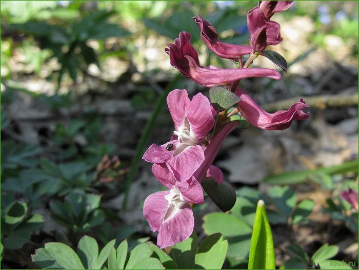 Хохлатка ледебура