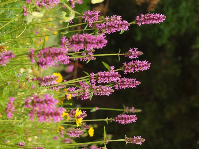 Буквица лекарственная betonica officinalis