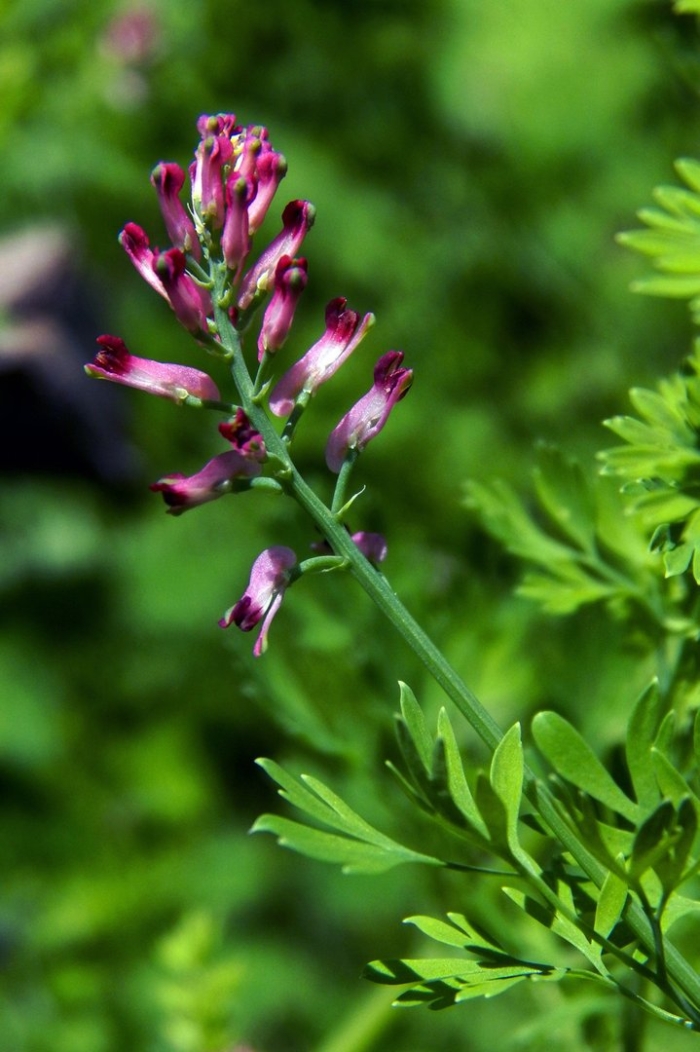 Дымянка лекарственная fumaria officinalis