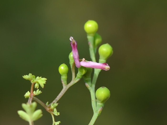 Дымянка аптечная fumaria officinalis