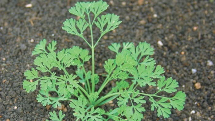 Дымянка аптечная fumaria officinalis