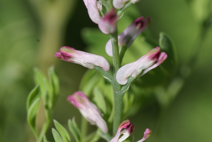 Дымянка шлейхера (fumaria schleicheri)