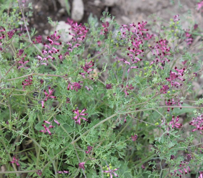 Дымянка аптечная fumaria officinalis