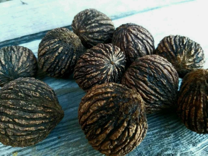 Черный орех 108н