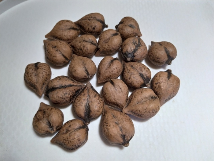 Орех сердцевидный