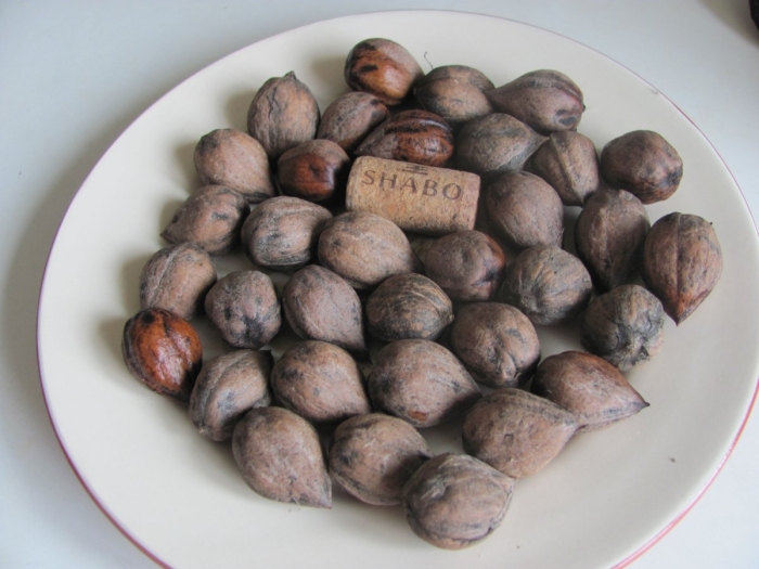 Орех зибольда