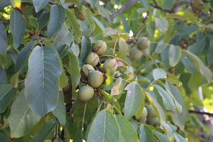 Грецкий орех juglans regia l.
