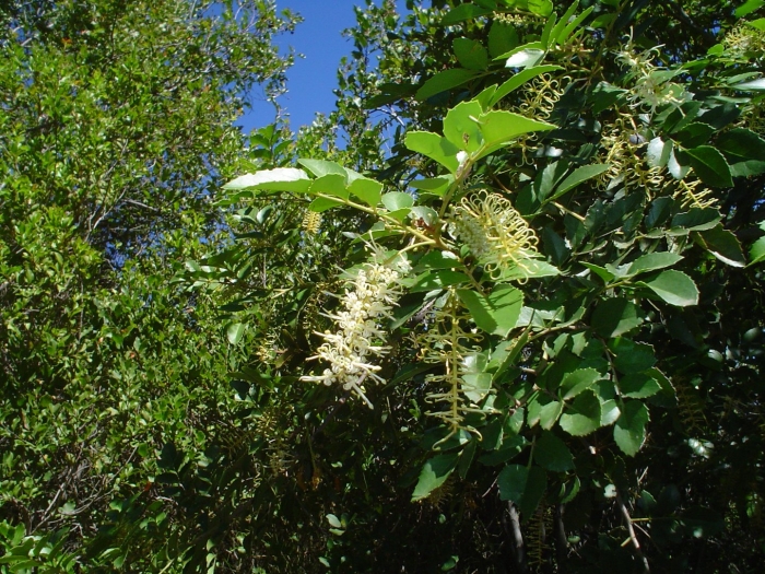 Macadamia integrifolia