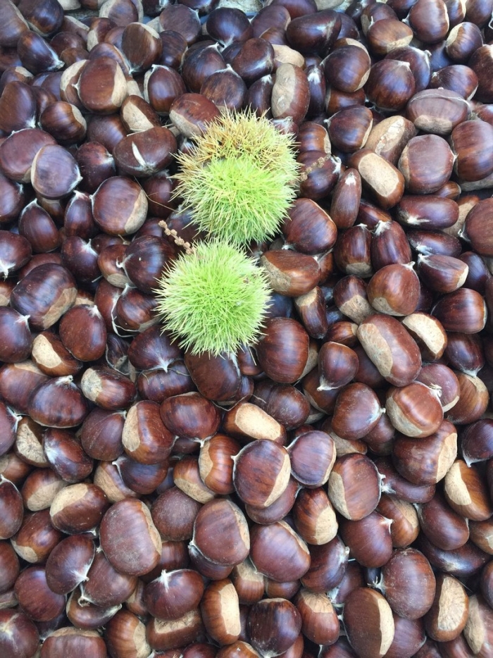 Каштан съедобный