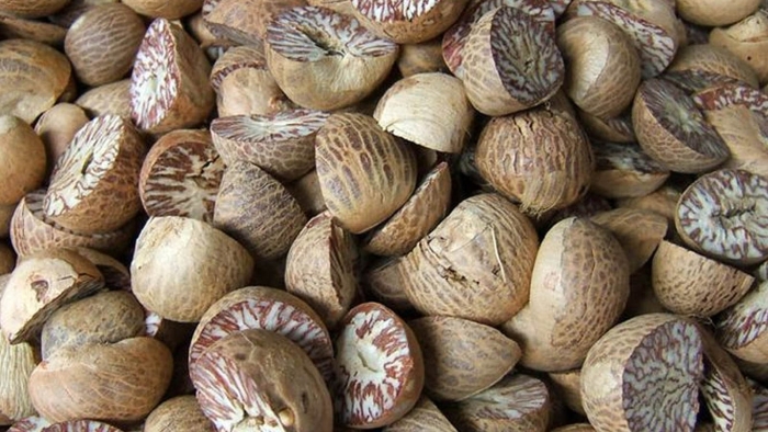 Орех бетель